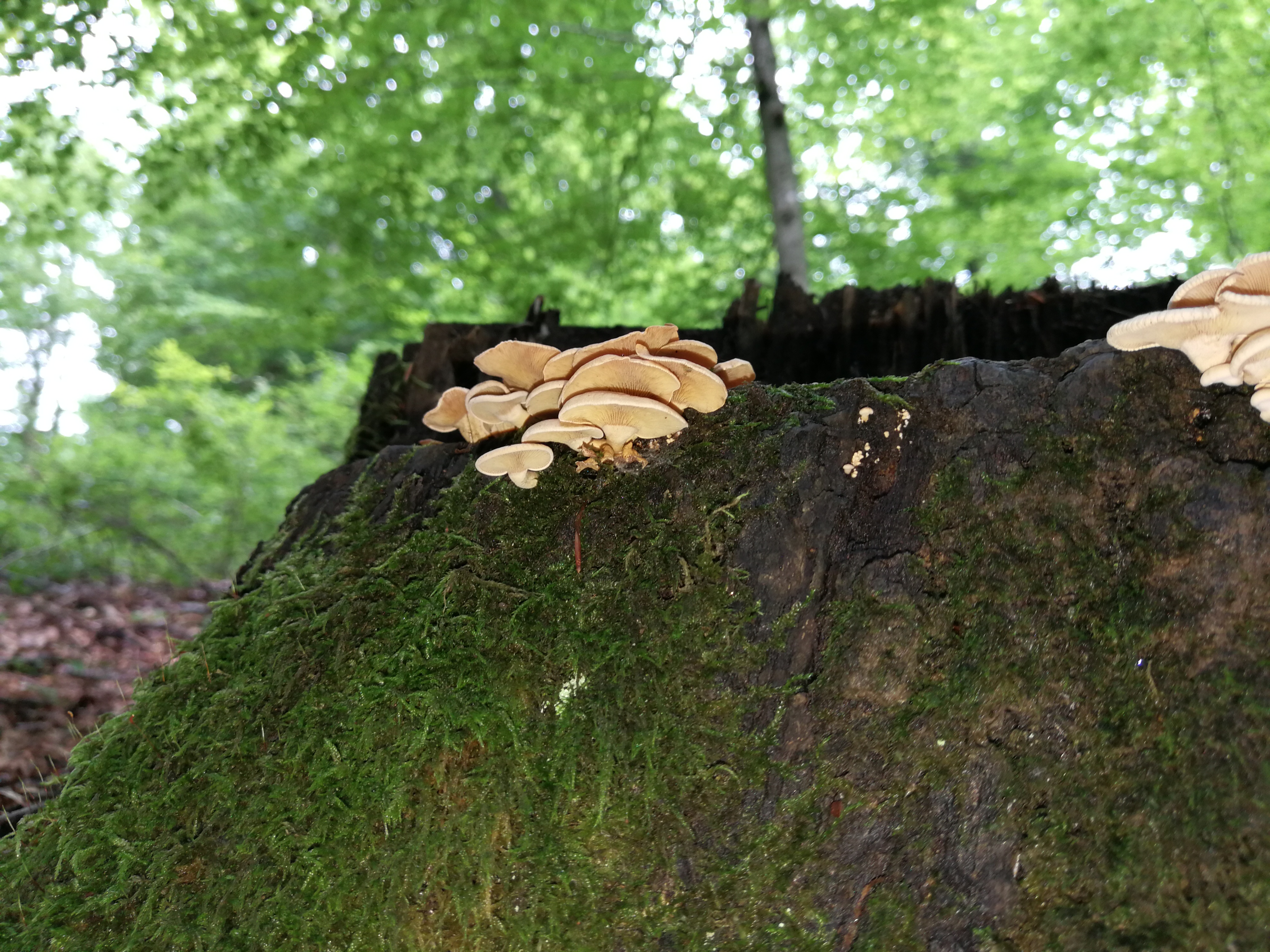 Herber Zwergknäueling - Blick von schräg unten. Der Herbe Zwergknäueling besitzt Lamellen und er ist gestielt. 